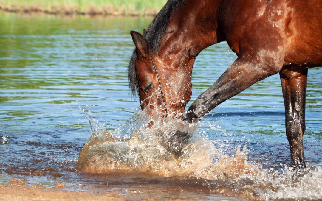 You can lead a horse to water, but…