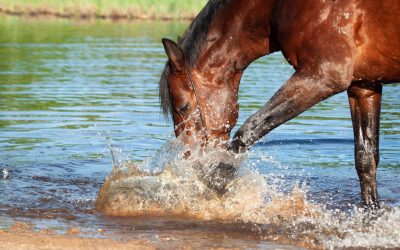 You can lead a horse to water, but…